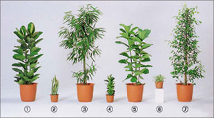 レンタル用植木・観葉植物１
